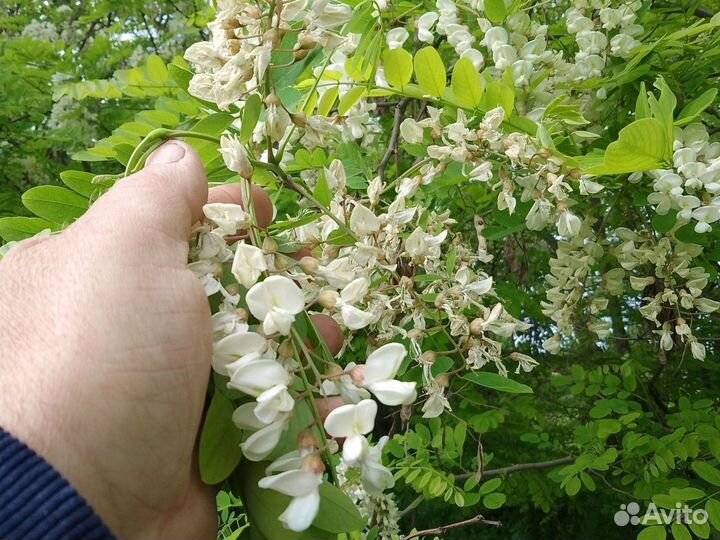 Акация белая тополь вяз липа ясень