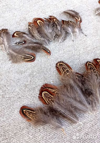 Перо/перья фазана (разные) цена за шт