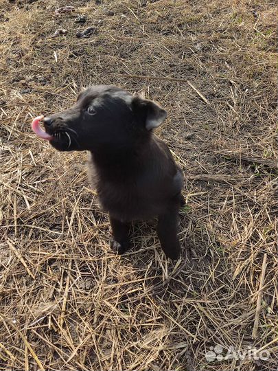 Маленькая собака девочка