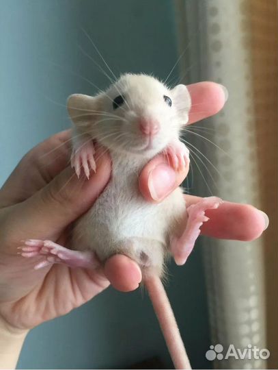 Декоративная крыса