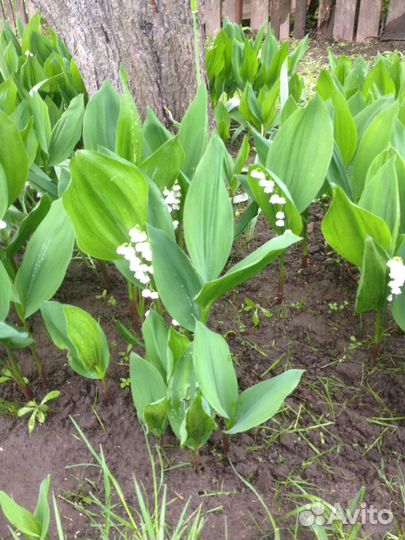 Ландыши садовые