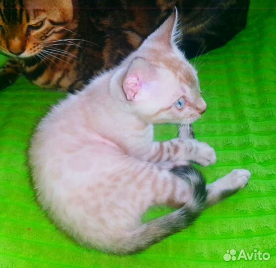 Бенгальские котята