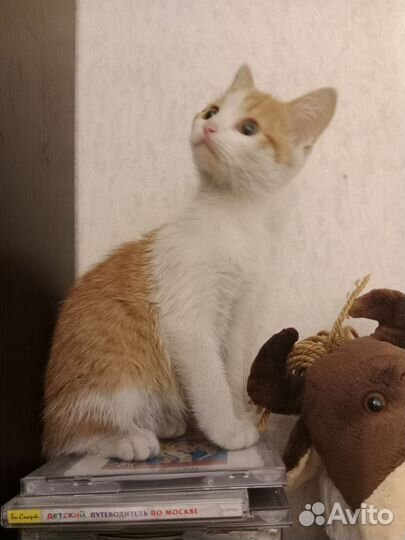 Рыжий котенок мальчик