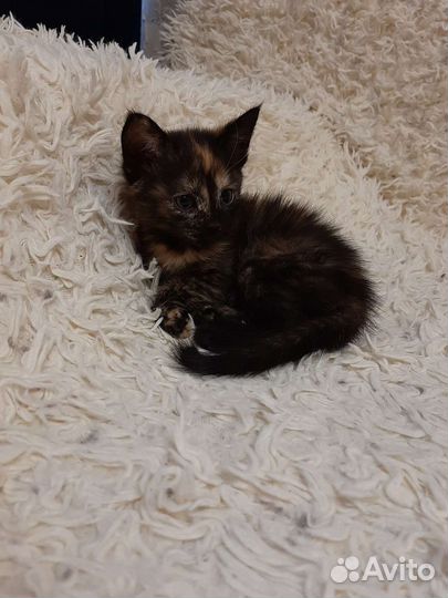 Ласковая малышка в добрые руки