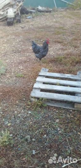 Молодые петушки