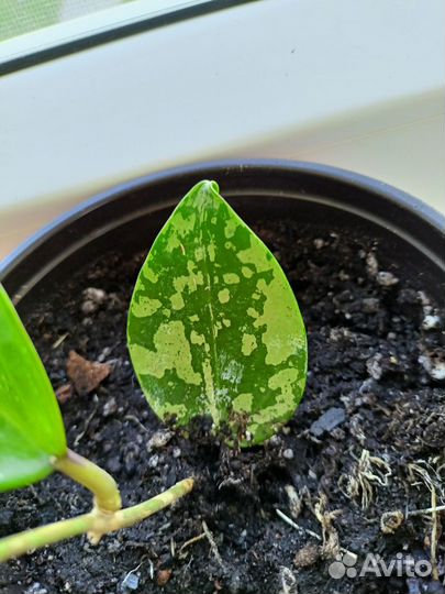 Хойя Acuta EPC-997