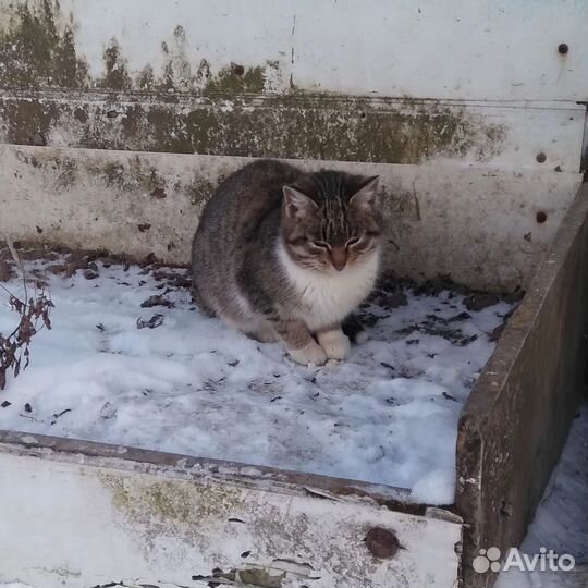 Котята девочки 8-10 мес