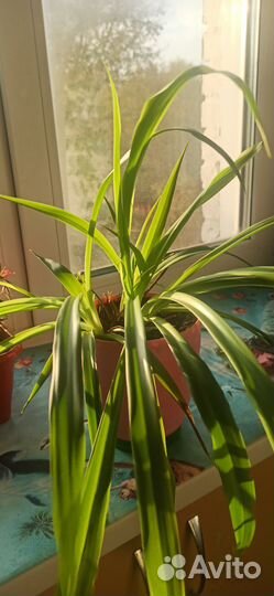 Комнатные цветы