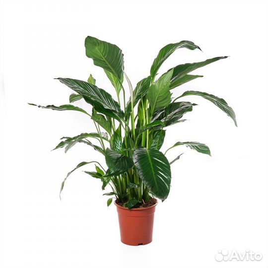 Растения для офиса