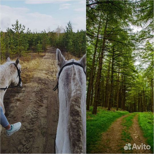 Прогулки на лошадях, конные прогулки,прокат лошади