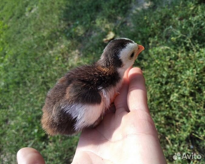 Цесарки, перепел, инкубационное яйцо цесарки