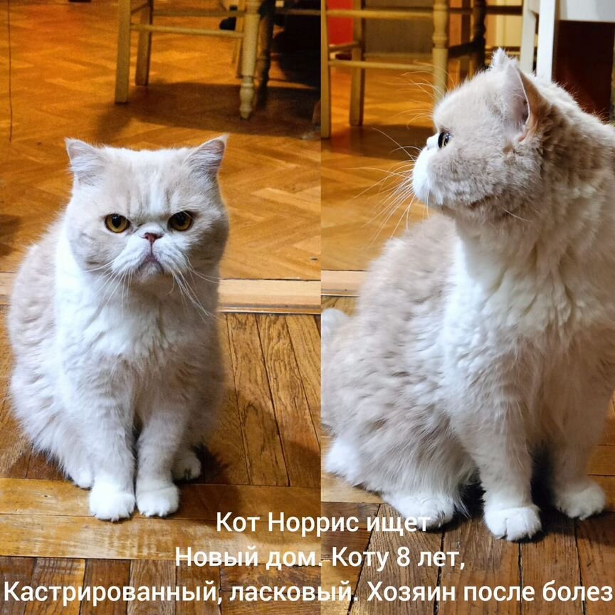 Отдадим в хорошие руки хорошего кота