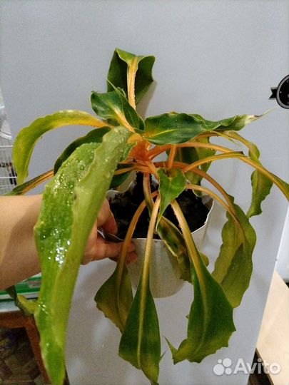 Хлорофитиум оранж