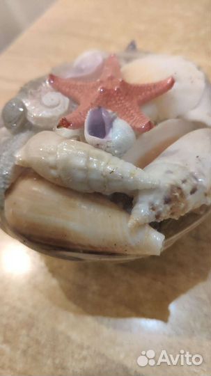 Набор ракушек