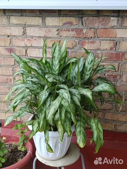 Диффенбахия