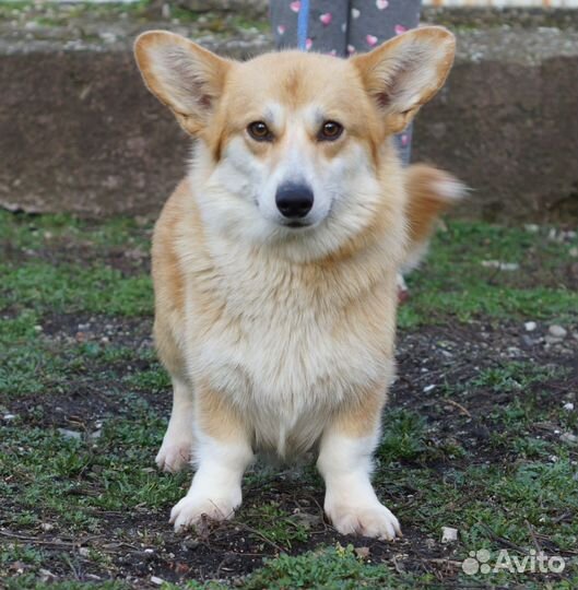 Вельш-корги пемброк