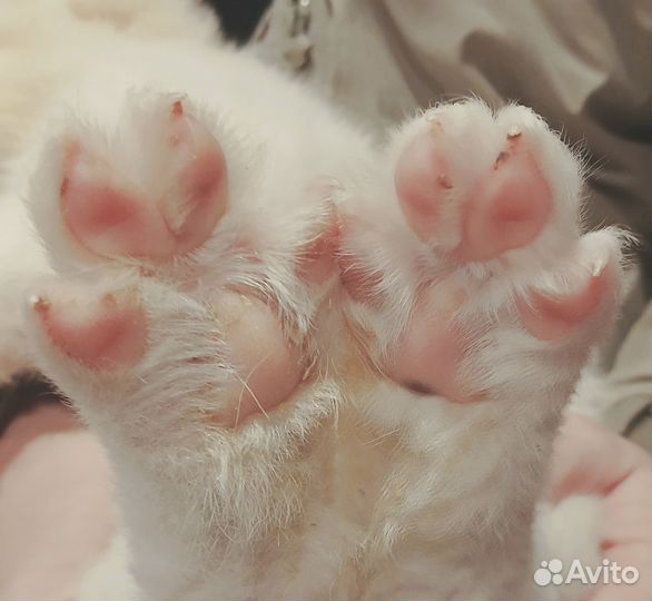 Продам щенка алабая