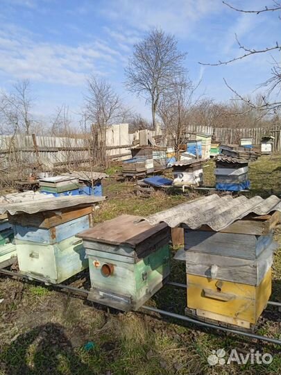Продам пчел пчелосемьи