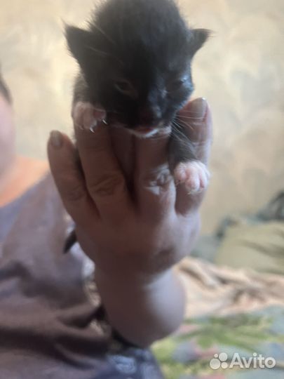 Котята в добрые руки даром