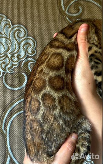 Бенгальские котята