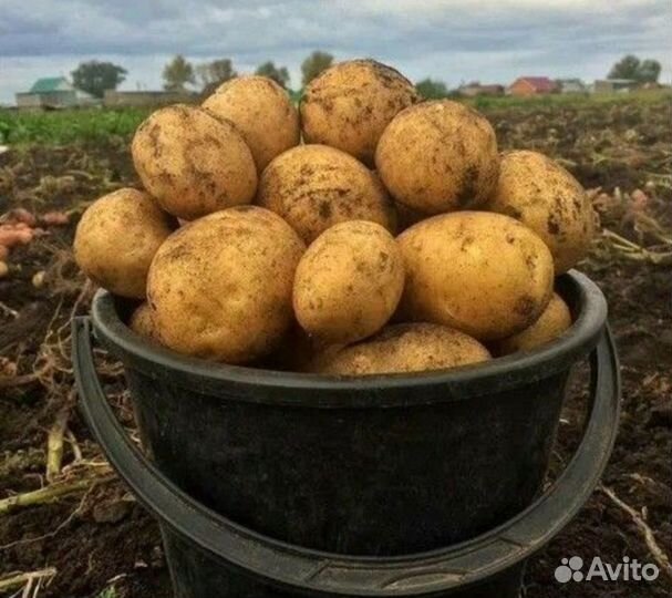 Крупный Картофель сорт вега, коломбо сетка 35 кг