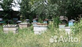 Ульи для пчел