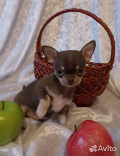 Чихуа хуа суперский мальчик