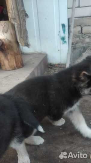 Домашние животные собаки щенки