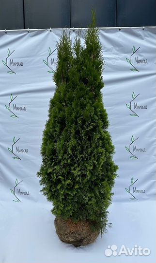Туя смарагд 140-160 см
