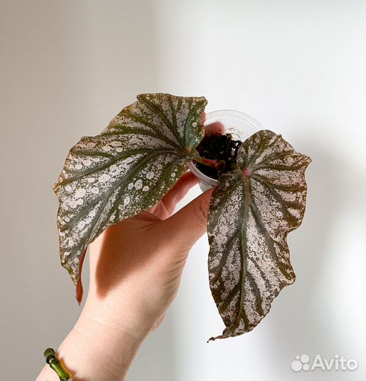 Кейн бегонии 3 часть