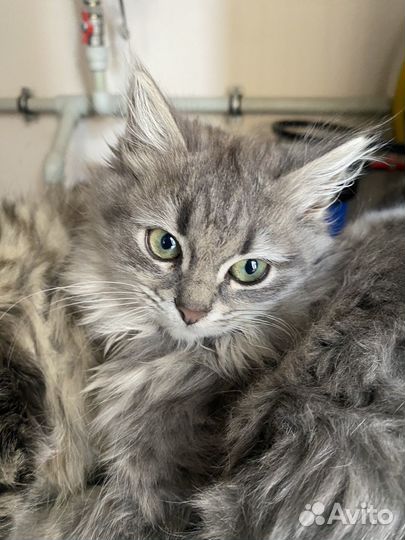 Котенок сибирский