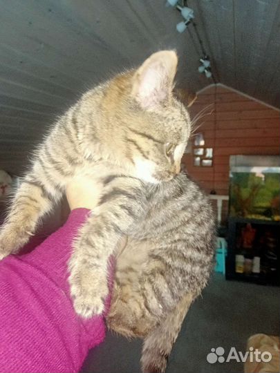 Котенок девочка