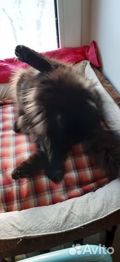 Котята подростки ищут дом