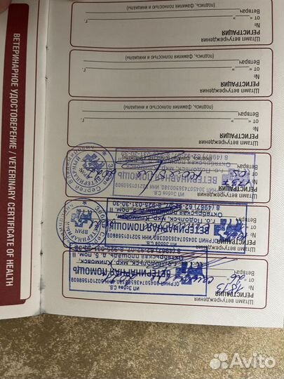 Немецкая овчарка вязка