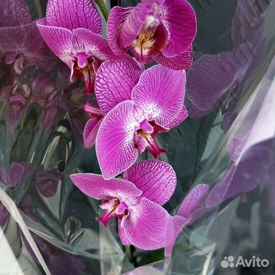 Орхидея свежая цветущая