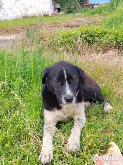 Собака в добрые руки отдам бесплатно