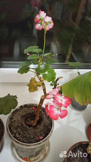 Продаю цветы, хорошо укоренённые