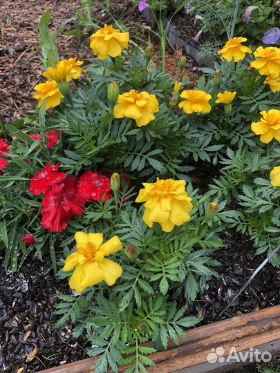 Семена цветов