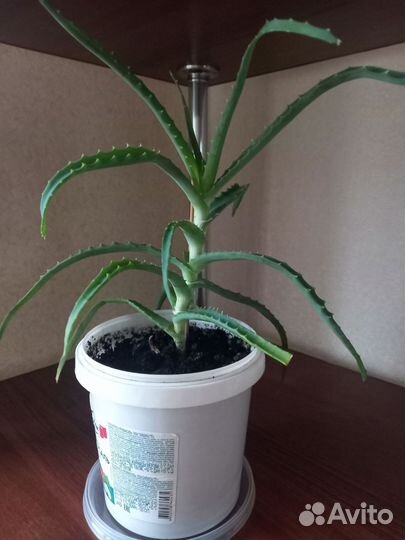 Алоэ лечебный