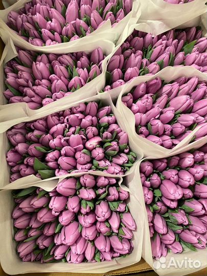 Тюльпаны оптом с юга России