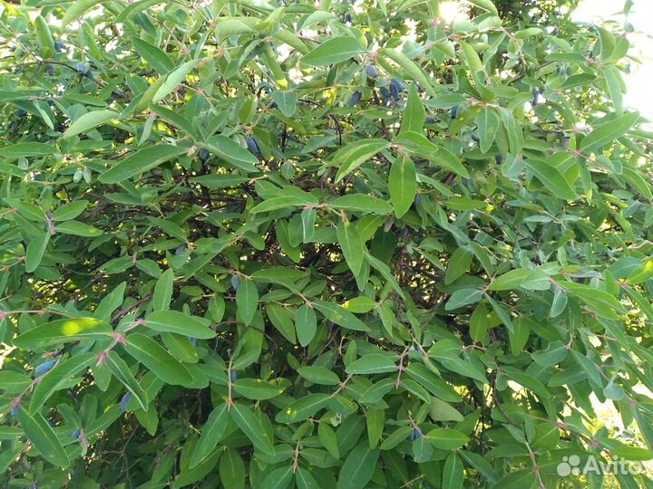 Жимолость саженцы