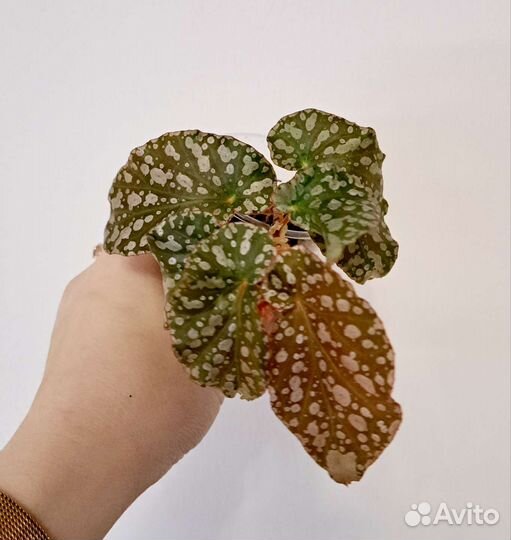 Бегонии Тростниковые