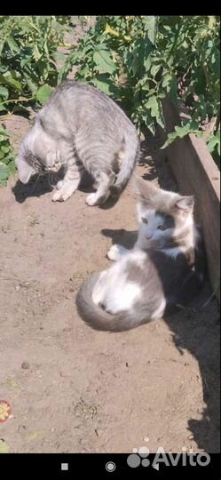 Котята в добрые руки