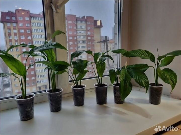 Фикус, крассула, хойя, гибискус, шеффлера