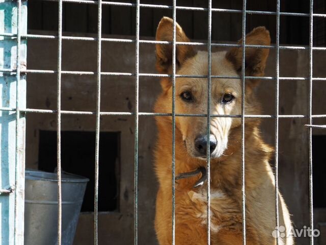 Собака Джек мечтает стать домашним