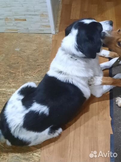 Домашний охранник предан хозяйкой