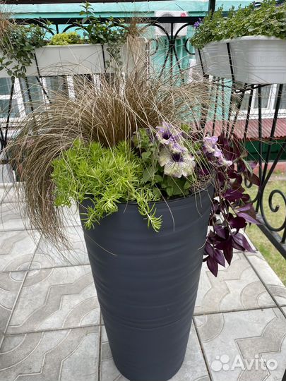 Осока медная