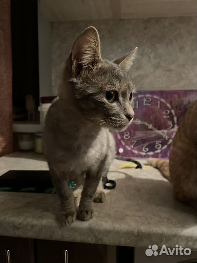 Кошечка даром