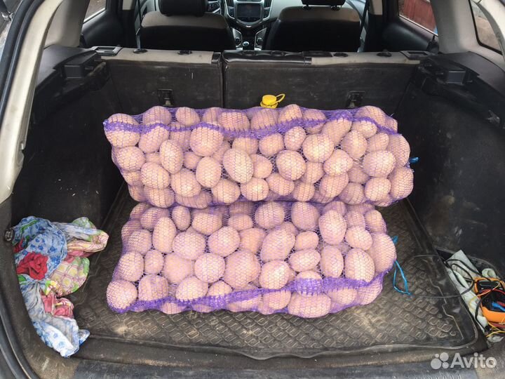 Картошка семенная