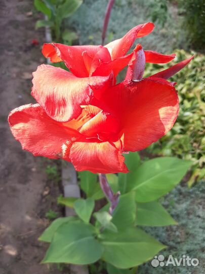 Цветы канны